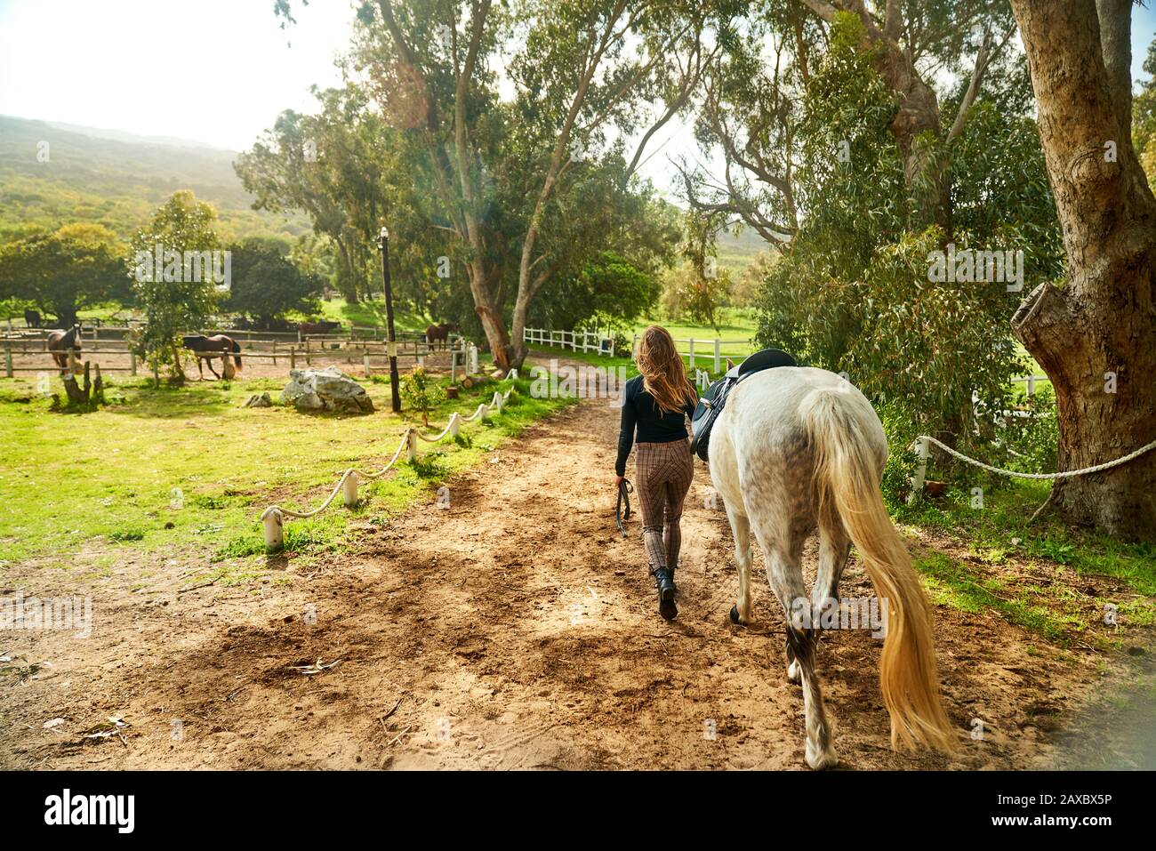 Woman leading horse toward sunny rural paddock Stock Photo