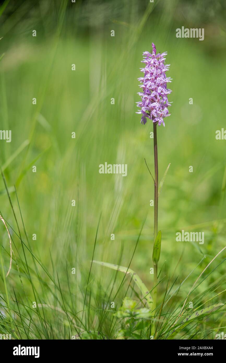Common Spotted Orchid Dactylorhiza fuchsii, in meadow Stock Photo