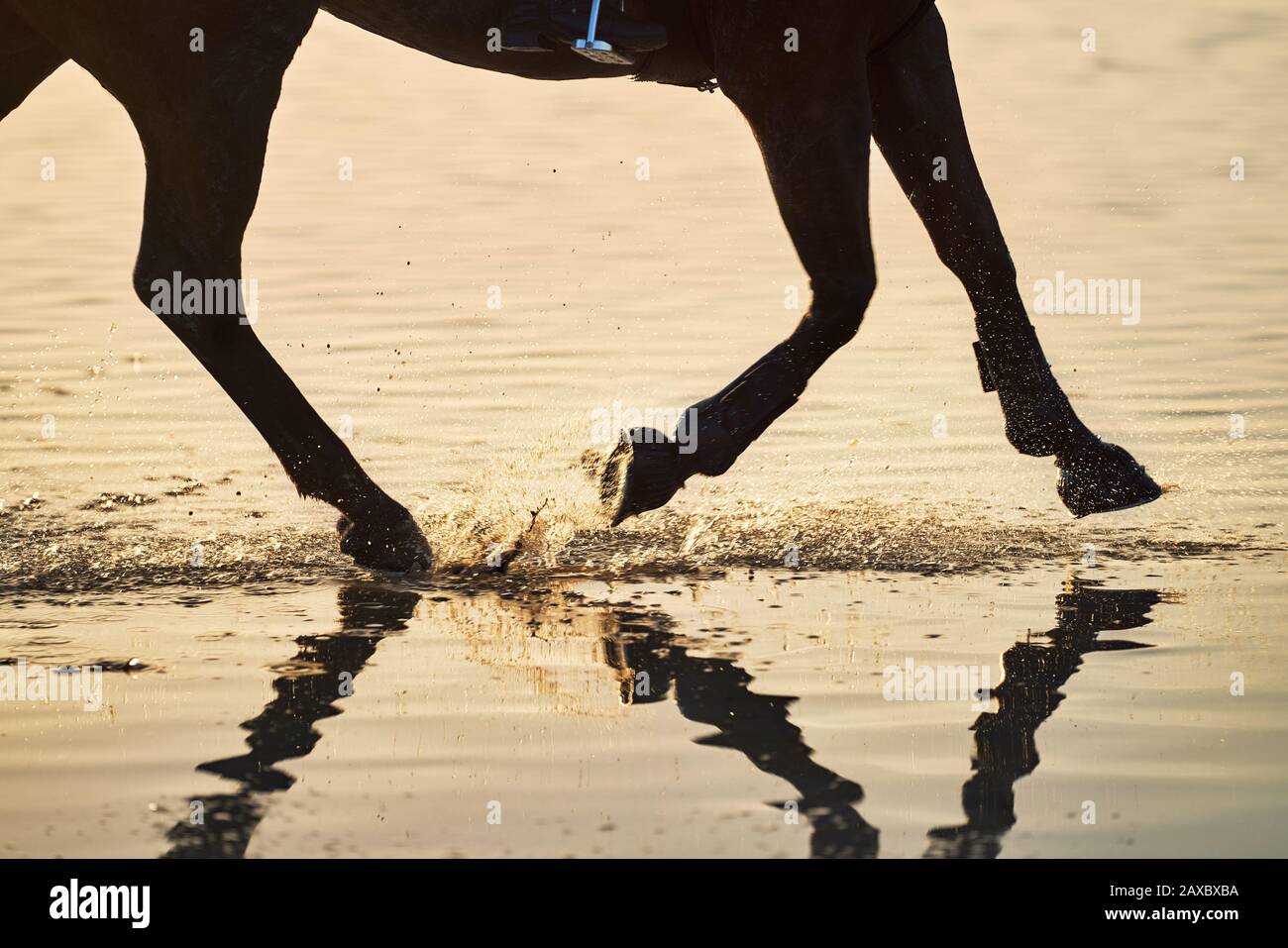 Horse hooves splashing in sunset ocean surf Stock Photo