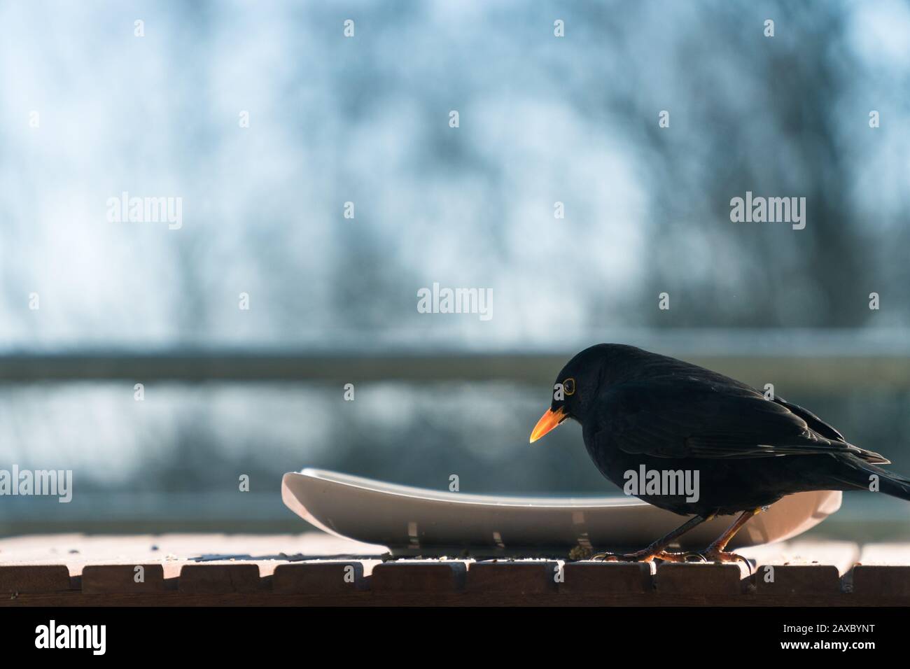 Male common blackbird (Turdus merula) eating from a plate on a balcony. Concept of animal welfare, protection of native species from food shortage Stock Photo