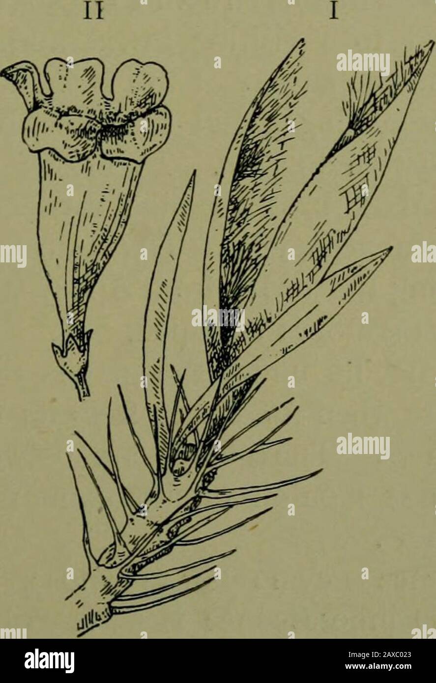 Plants and their ways in South Africa . Fig. 327. — Strophanthus ca-pensis, D.C. {speciosus, R.), anda corolla laid open showingscales at the throat. conniving, tailed. Fruit of lanceolate follicles, many seeded ;seeds hairy at one end.. Fig. -^2.%.—Pachypodium. I. Branch showing spinous stipules and follicleswith hairy seeds. II. Flower. Leaves in spirals, sometimes suppressed, with stipular spines. 348 Plants and their Ways in South Africa Small shrubs with tuberous roots. Flowers white, red, oryellow. Order Asclepiadace/e. Flowers perfect, regular, five parted; sepals imbricate, oddsepal at Stock Photo
