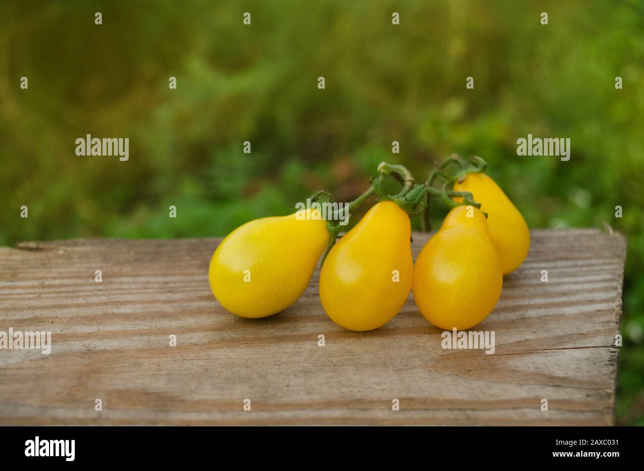 Organic yellow  pear tomato. Tomato called yellow drop. Natural organic healthy food tomato. Stock Photo