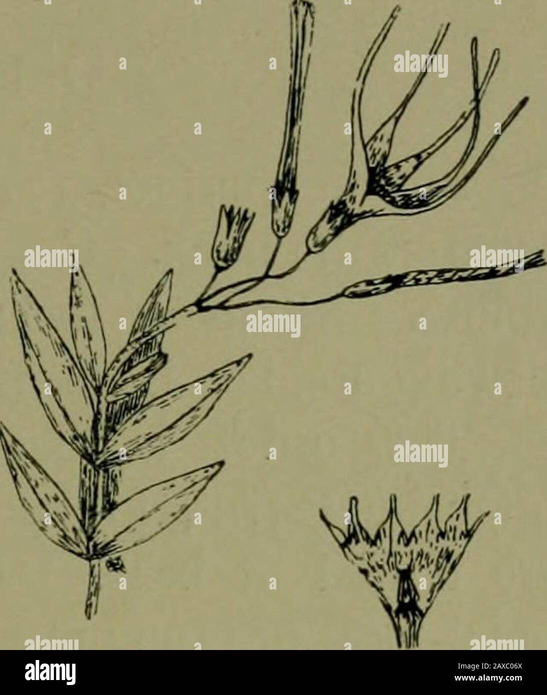 Plants and their ways in South Africa . Fig. 326.—Floral diagramof Vinca. Two glands ofthe disc alternate with thecarpels.. Fig. 327. — Strophanthus ca-pensis, D.C. {speciosus, R.), anda corolla laid open showingscales at the throat. conniving, tailed. Fruit of lanceolate follicles, many seeded ;seeds hairy at one end. Stock Photo