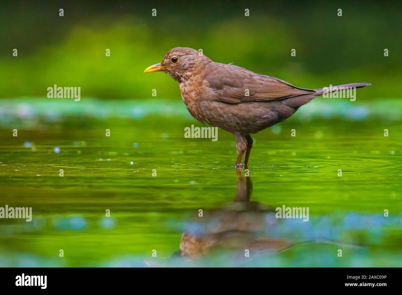 Closeup of a wet Common Blackbird female, Turdus merula washing, preening, drinking and cleaning in water. Selective focus and low poit of view Stock Photo