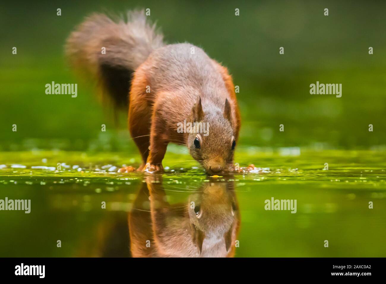 Beautiful Eurasian red squirrel, Sciurus vulgaris, drinking and ...