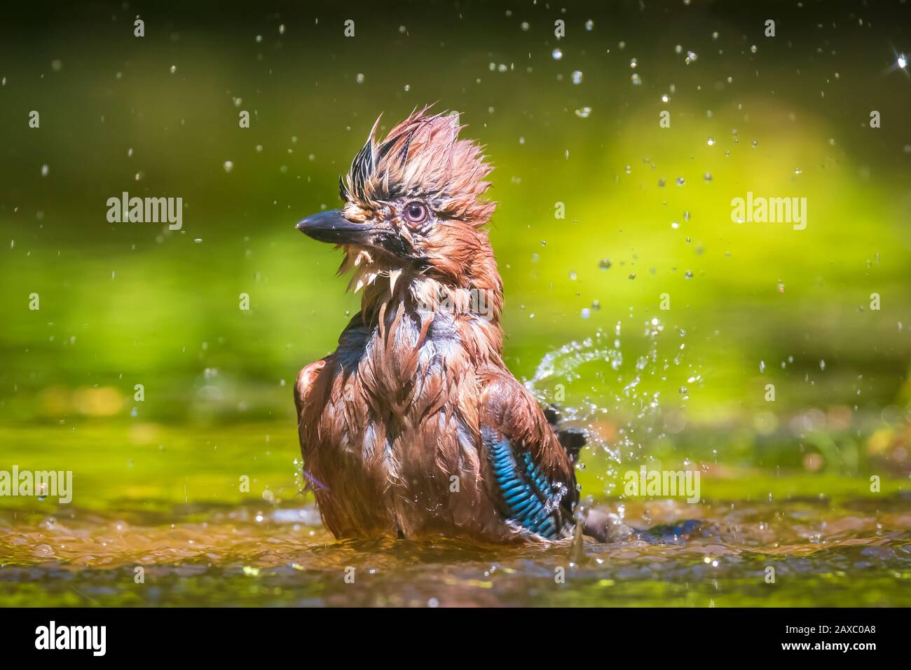 Closeup of a wet Eurasian jay bird Garrulus glandarius washing, preening and cleaning in water. Selective focus and low poit of view Stock Photo