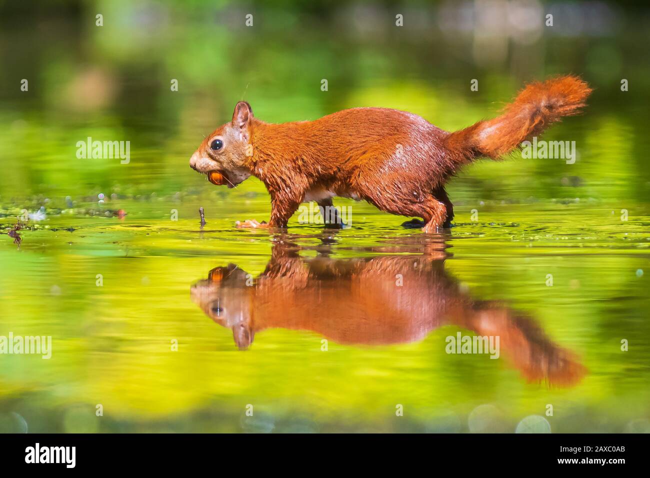 Beautiful Eurasian red squirrel, Sciurus vulgaris, drinking and ...