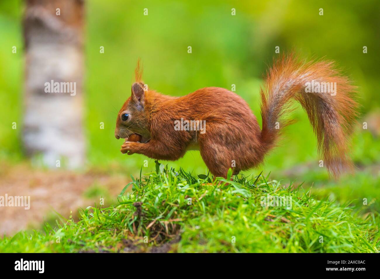 Closeup of a Eurasian red squirrel, Sciurus vulgaris, searching food and eating nuts in a forest. Selective focus, natural sunlight, wild animal. Stock Photo