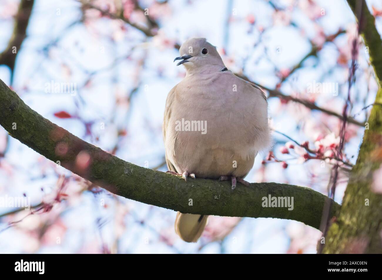 Closeup of a Eurasian collared dove (Streptopelia decaocto) bird, perched and nesting in a tree with pink blossom flowers Stock Photo