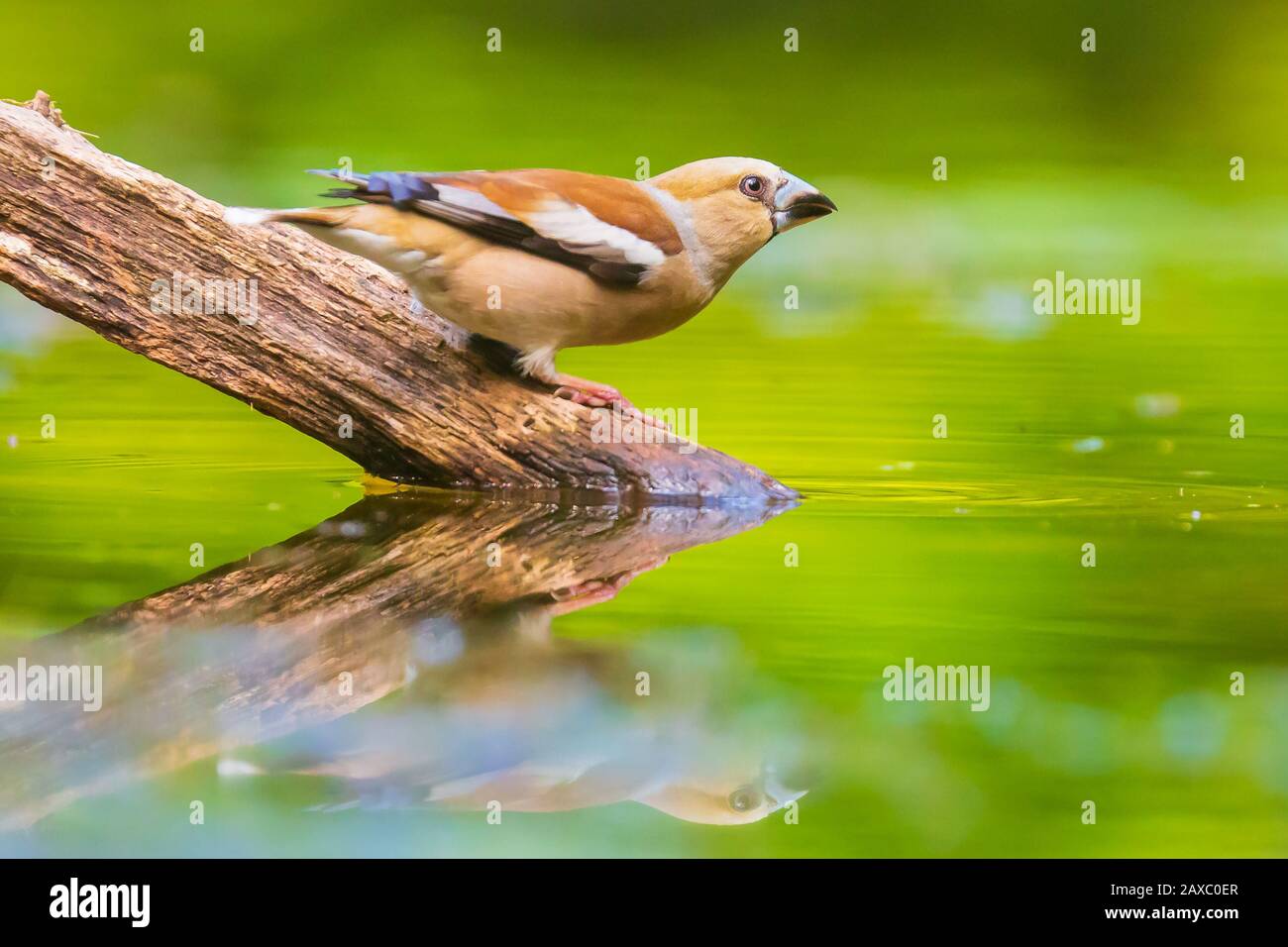 Closeup of a beautiful female wet hawfinch; Coccothraustes coccothraustes drinking, washing, preening and cleaning in water. Selective focus and low p Stock Photo