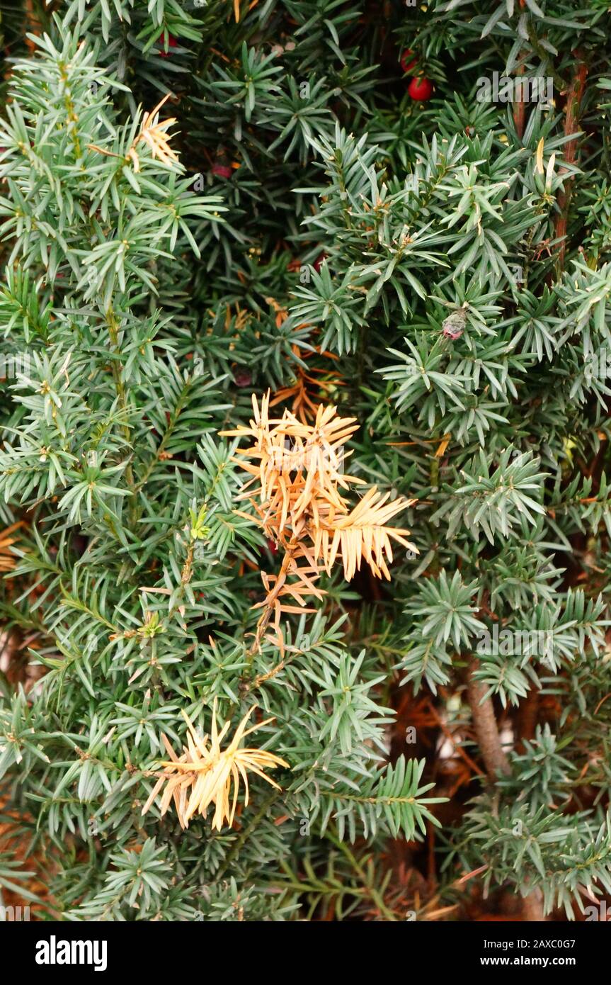 Closeup shot of the branches of a pinyon pine tree Stock Photo - Alamy