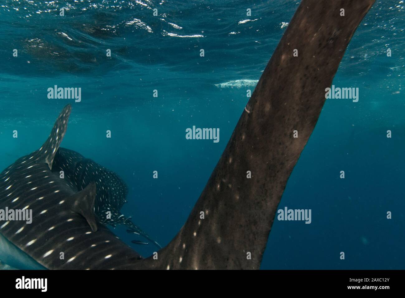 Whale Shark, part of the body. Stock Photo