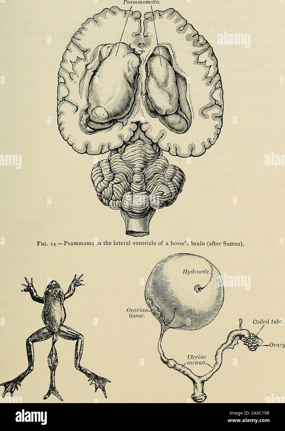 The pathology and surgical treatment of tumors . TUMORS IN PLANTS AND