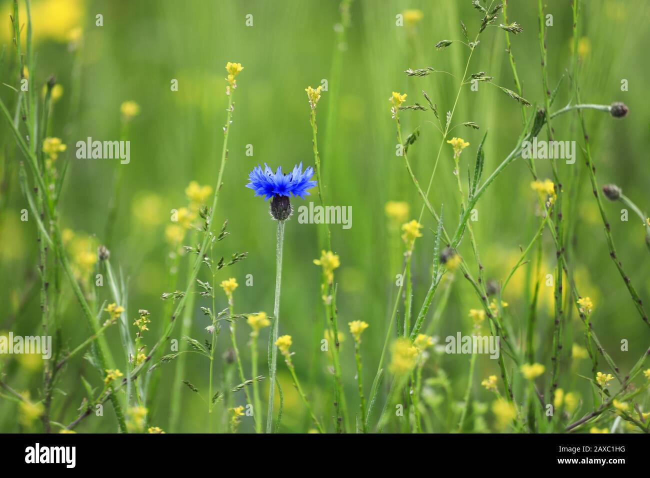The striking and beautiful cornflower not only pleases the eye, but is also used as a useful and medicinal plant. Stock Photo