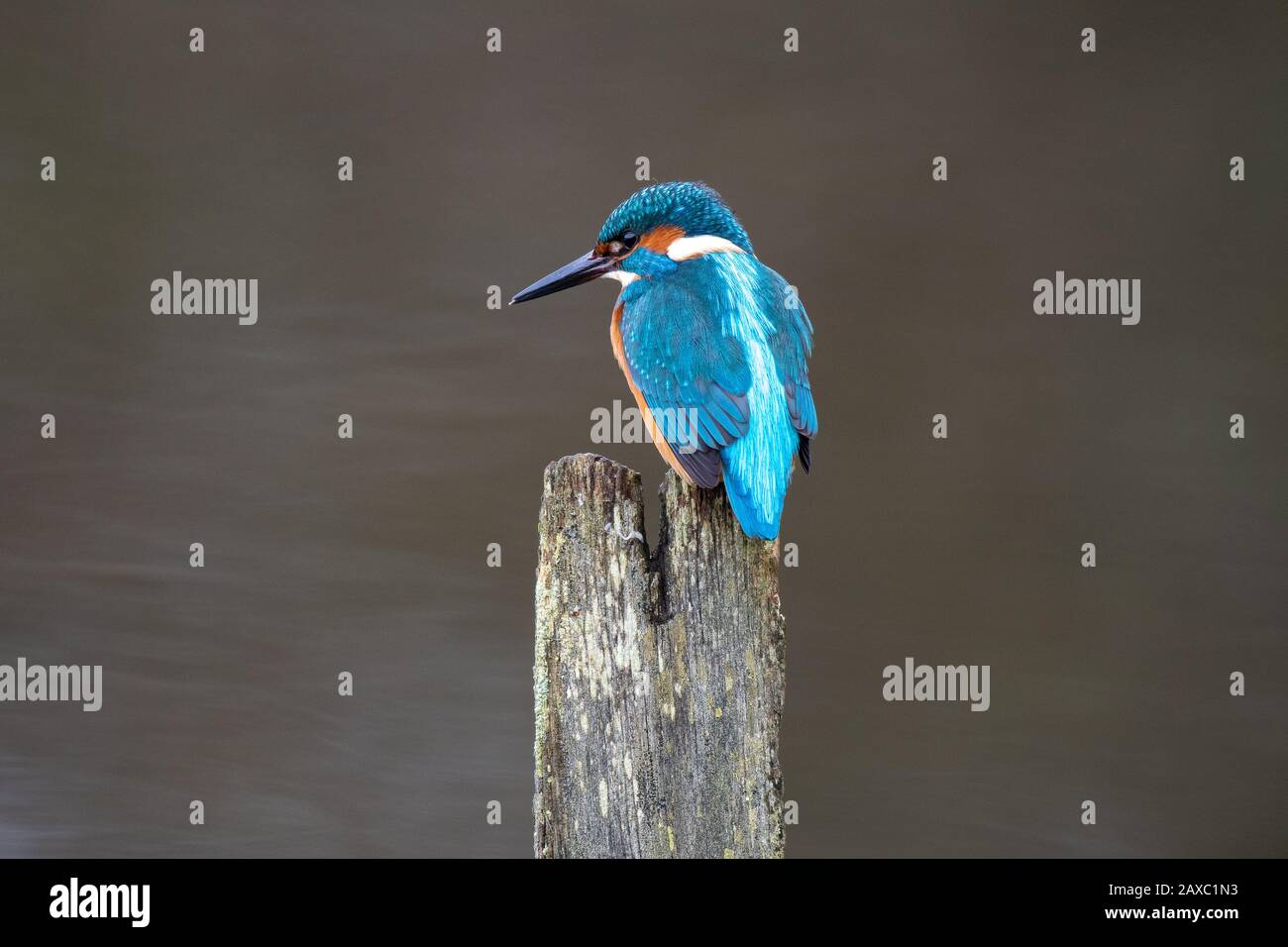 Male Kingfisher (Alcedo atthis) perching in winter woodland, Worcestershire, UK Stock Photo