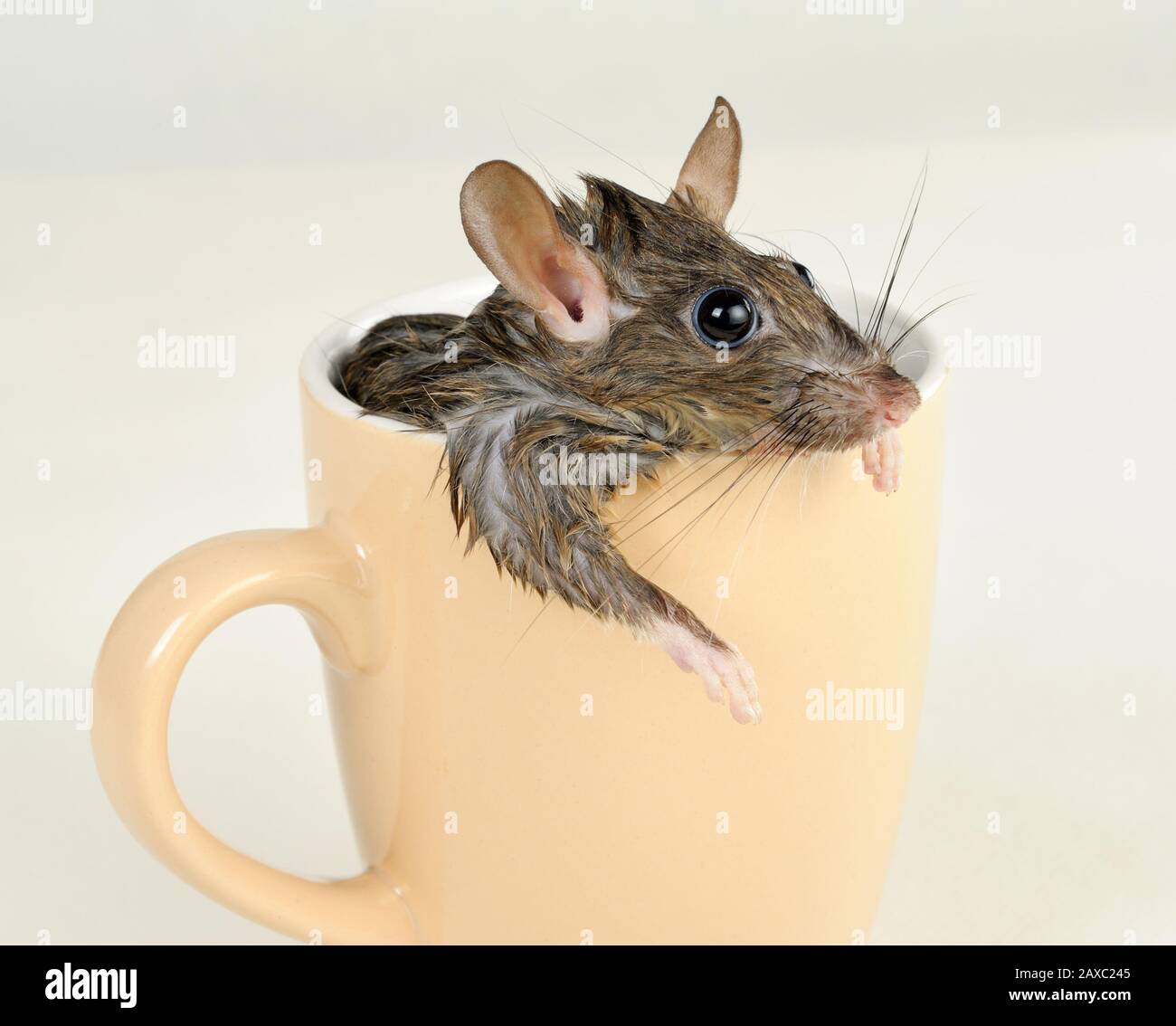 Funny rat with wet fur taking bath in coffee mug Stock Photo Alamy