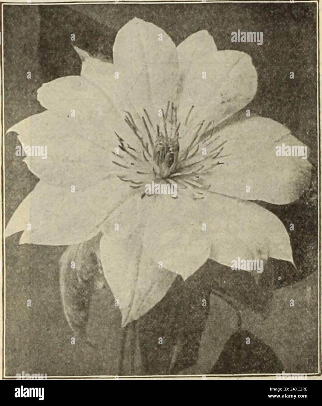 Dreer's garden book : seventy-fourth annual edition 1912 . ly places, stumps, rock-work, or wherevera showy-flowering vine is desired, the Bignonias will be foundvery useful. The flowers are large, attractive and borne pro-fusely when the plants attain a fair size. Qrandiflora. Large flowers of orange-red. 50 cts. each; $5.00 per doz.Radicans. Dark red, orange throat, free blooming and very hardy. 25 cts. each; $2.50 per doz. E^NEW YELEOl^V TRUMPET YI]NE, BIGNOISIA HUNTERI. A strong growing, very free-flowering variety with largechrome yellow flowers, entirely distinct and a valuable additiont Stock Photo