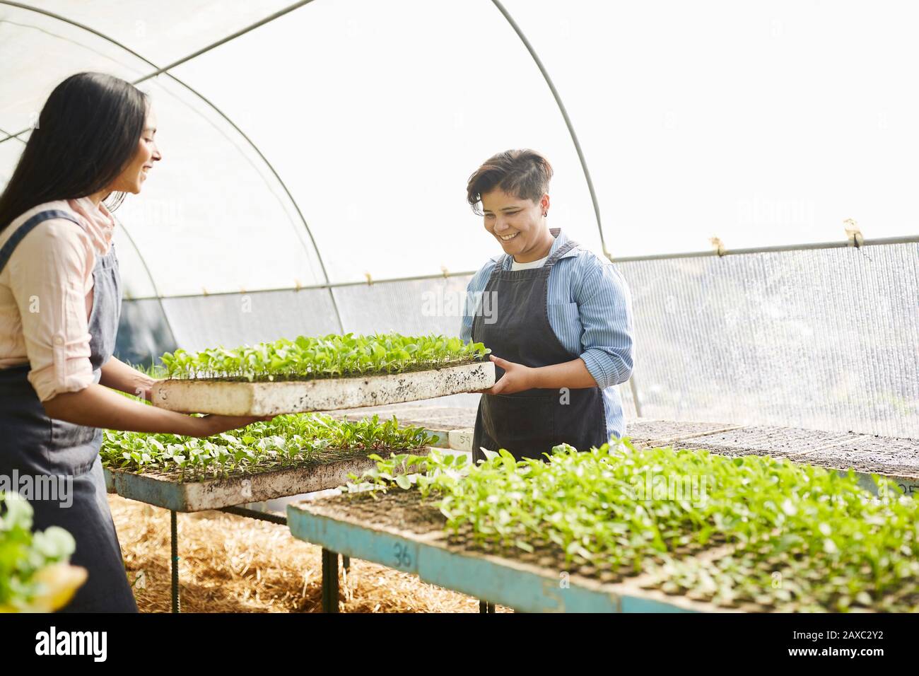 Young women working, carrying sapling tray in plant nursery greenhouse Stock Photo