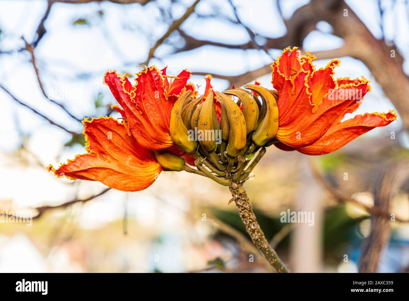 African Tulip Tree, Spathodea campanulata, red flower detail in Playa