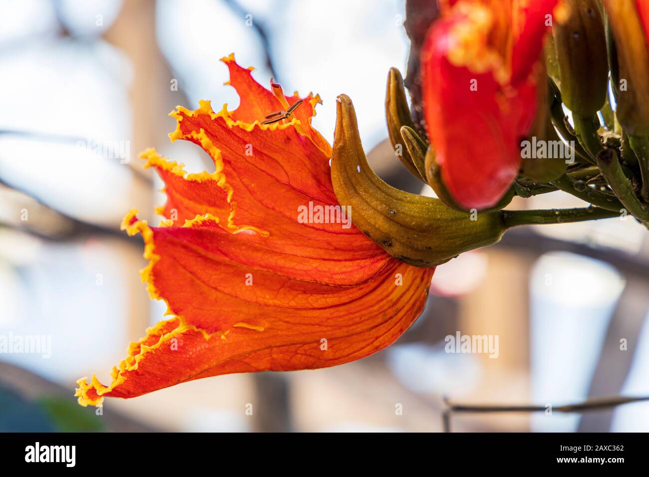 African Tulip Tree, Spathodea campanulata, red flower detail in Playa