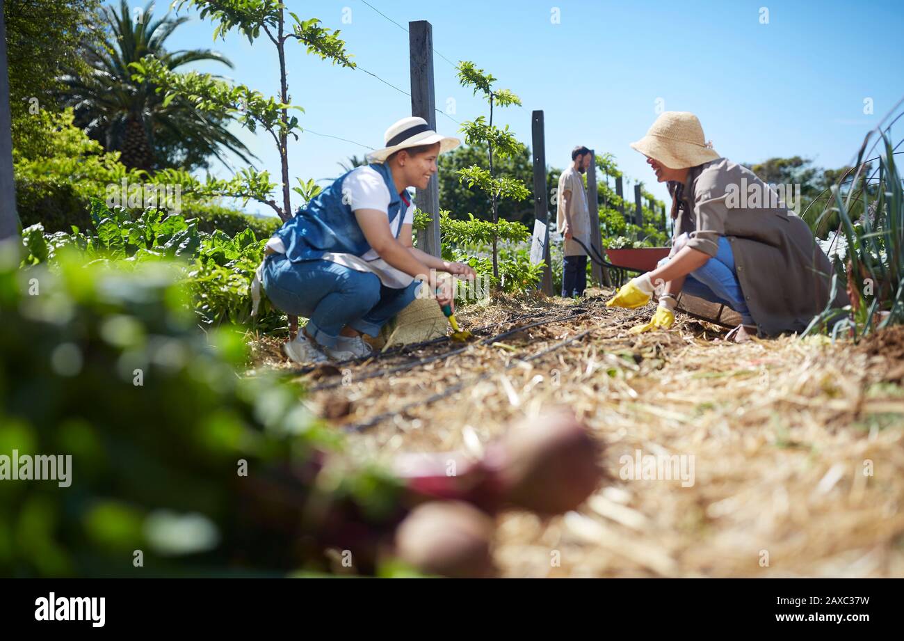Women working in sunny vegetable garden Stock Photo