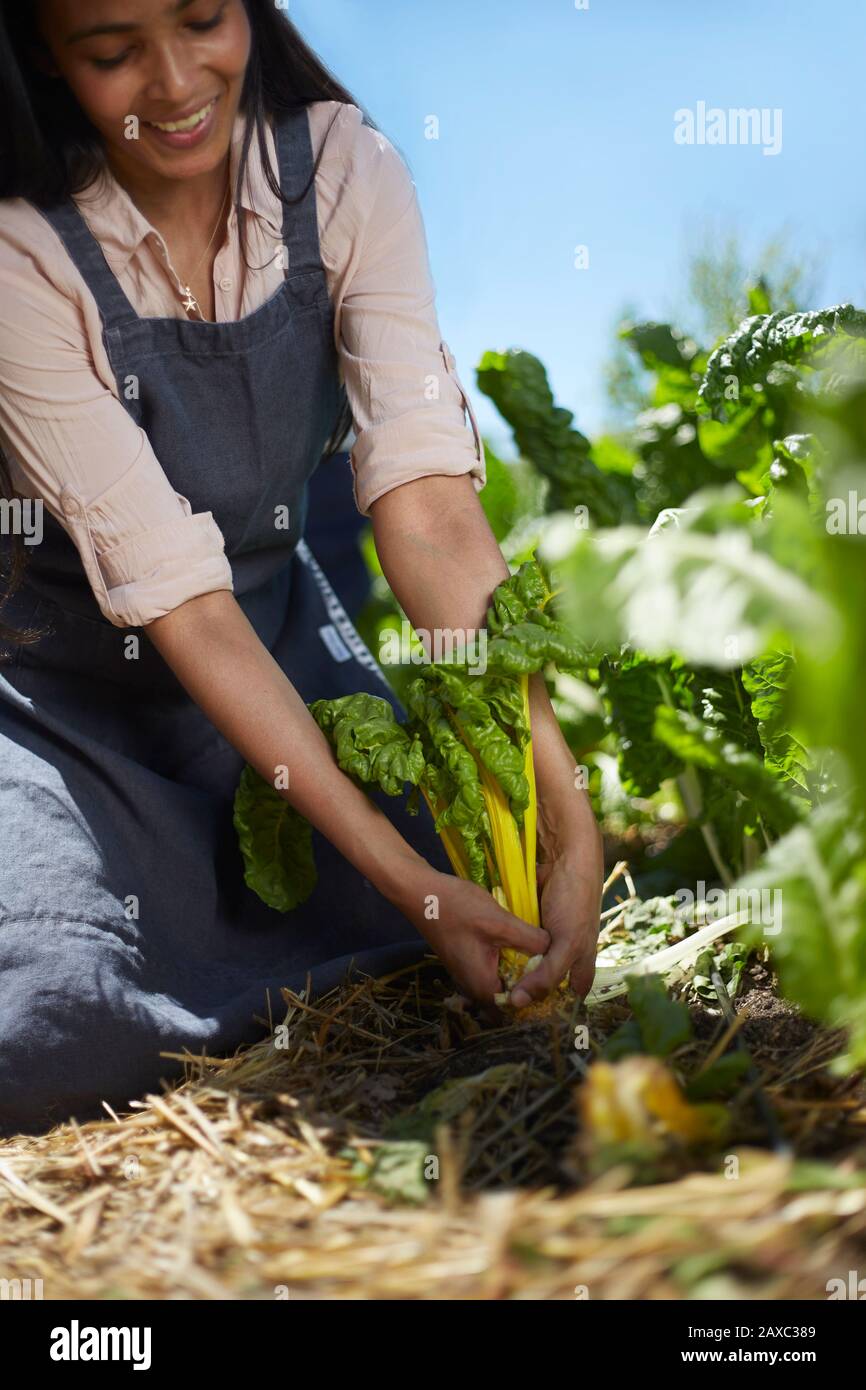 Smiling woman harvesting yellow chard in sunny vegetable garden Stock Photo