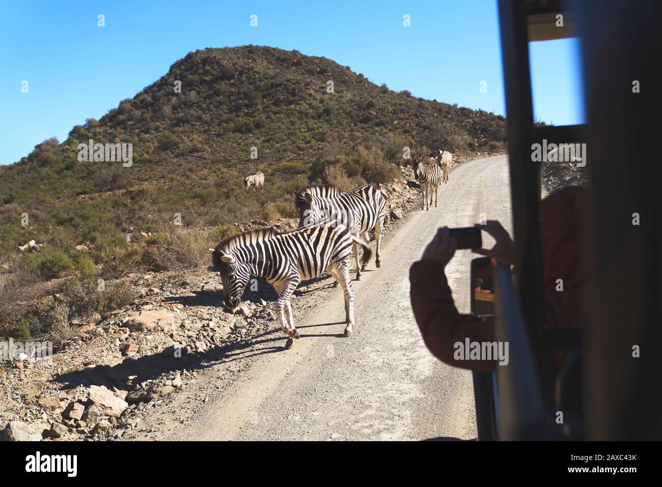 Safari vehicle driving by zebras on sunny road South Africa Stock Photo