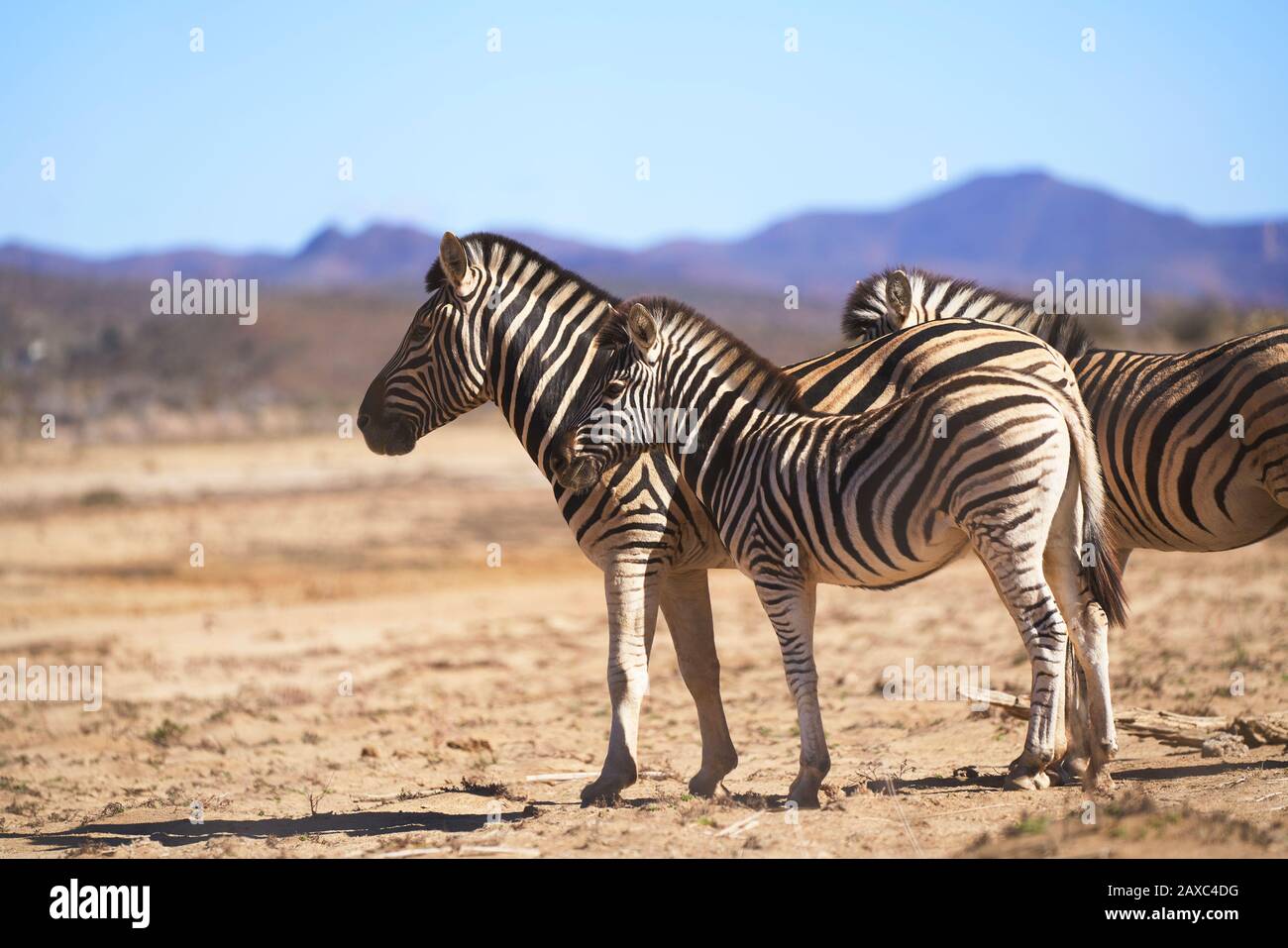 Zebras on sunny wildlife reserve Stock Photo