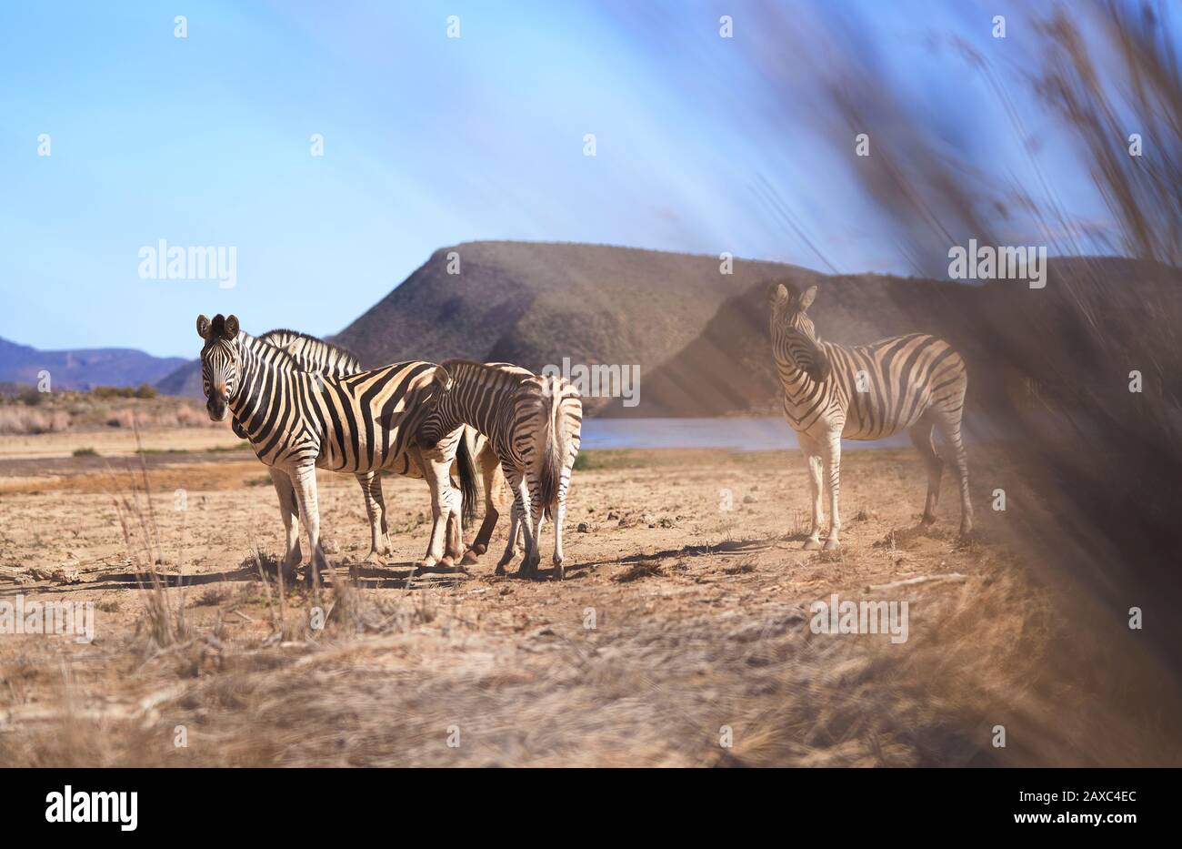 Zebras on sunny wildlife reserve Sanbona Cape Town South Africa Stock Photo