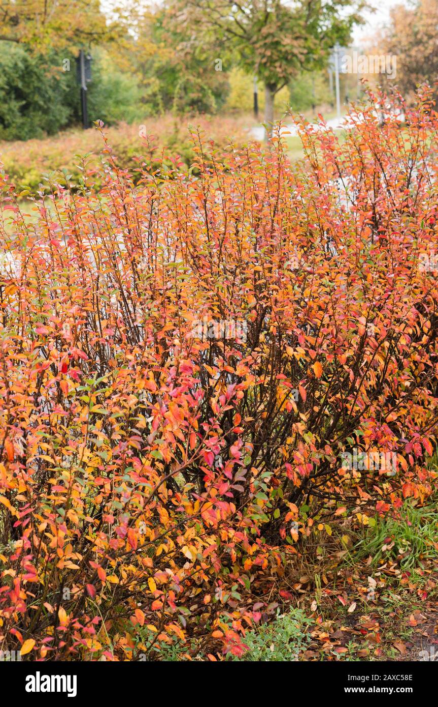 Row of shrub with colorful leaves in a park Stock Photo - Alamy