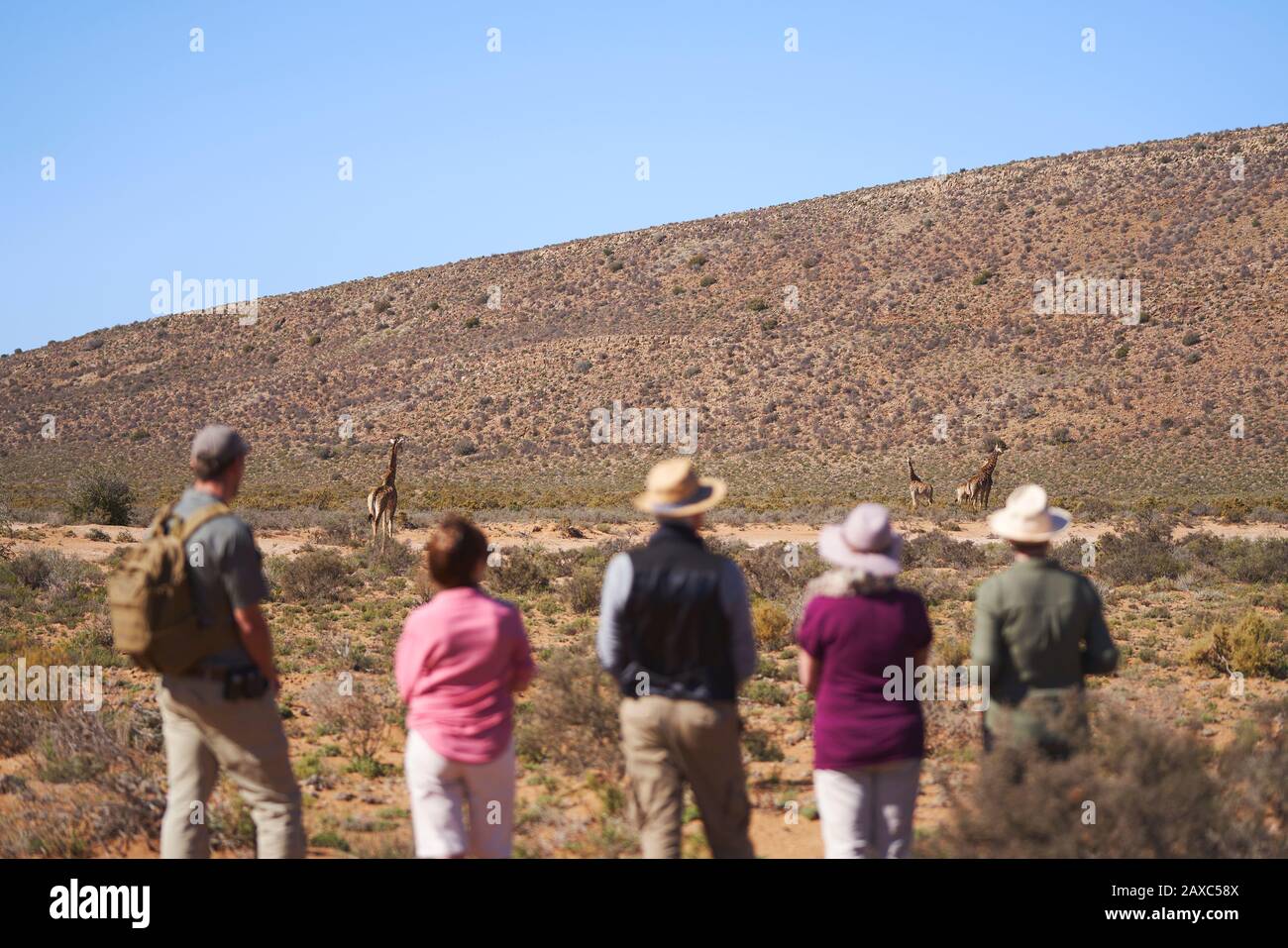 Safari tour group watching giraffes in distance South Africa Stock Photo