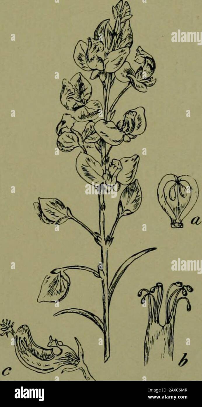 Plants and their ways in South Africa . Fig. 303.—Floral diagram. Poly-gala vulgaris, L. (after Engler). Fig. 304.—Polygala bracteolata, L. : «,section of fruit ; b, stamens ; c, sectionof flower. (After Botanical Maga-zine.) mauve or white flowers in racemes, spikes, or heads. Thestamens are concealed within the keel away from rain or 326 Plants and their Ways in South Africa marauder. As the bee lights on the fringe of the lower petal,its weight bears down upon the keel, so that the pollen, whichhas been caught in the spoon-tipped pistil, is pushed out andrubbed off on the bees body. It is t Stock Photo