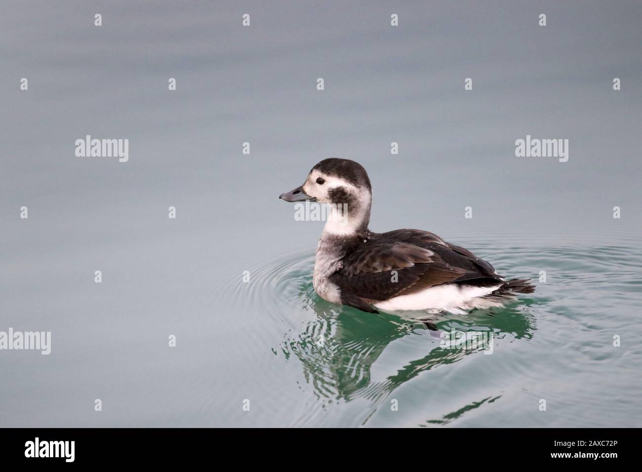 Female long tailed duck Stock Photo