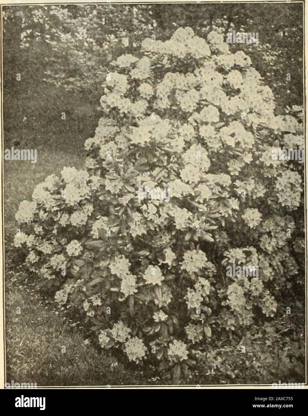 Dreer's garden book : seventy-fourth annual edition 1912 . ::ing in pots.Vagans Alba {Cnrnish Heath). Of compact growth, with upright clusters of pink flowers. — Rubra. Similar to above, but with rosy-red flowers.Bruckenthalia Spiculifolia. A Ileath closely allied to the Erica family, with hue, needle-like leaves and light pinkflower heads in June. Price, any of the above, 50 cts. each; $5.00 per doz. Set of5 sorts, $2.00. EUOXY:&gt;irS (SpindleXree). Upright or decumbent evergreen Shrubs, growing best ia light,sandy soil; splendid subjects for seashore planting.Japonica. Of upright growth, wi Stock Photo