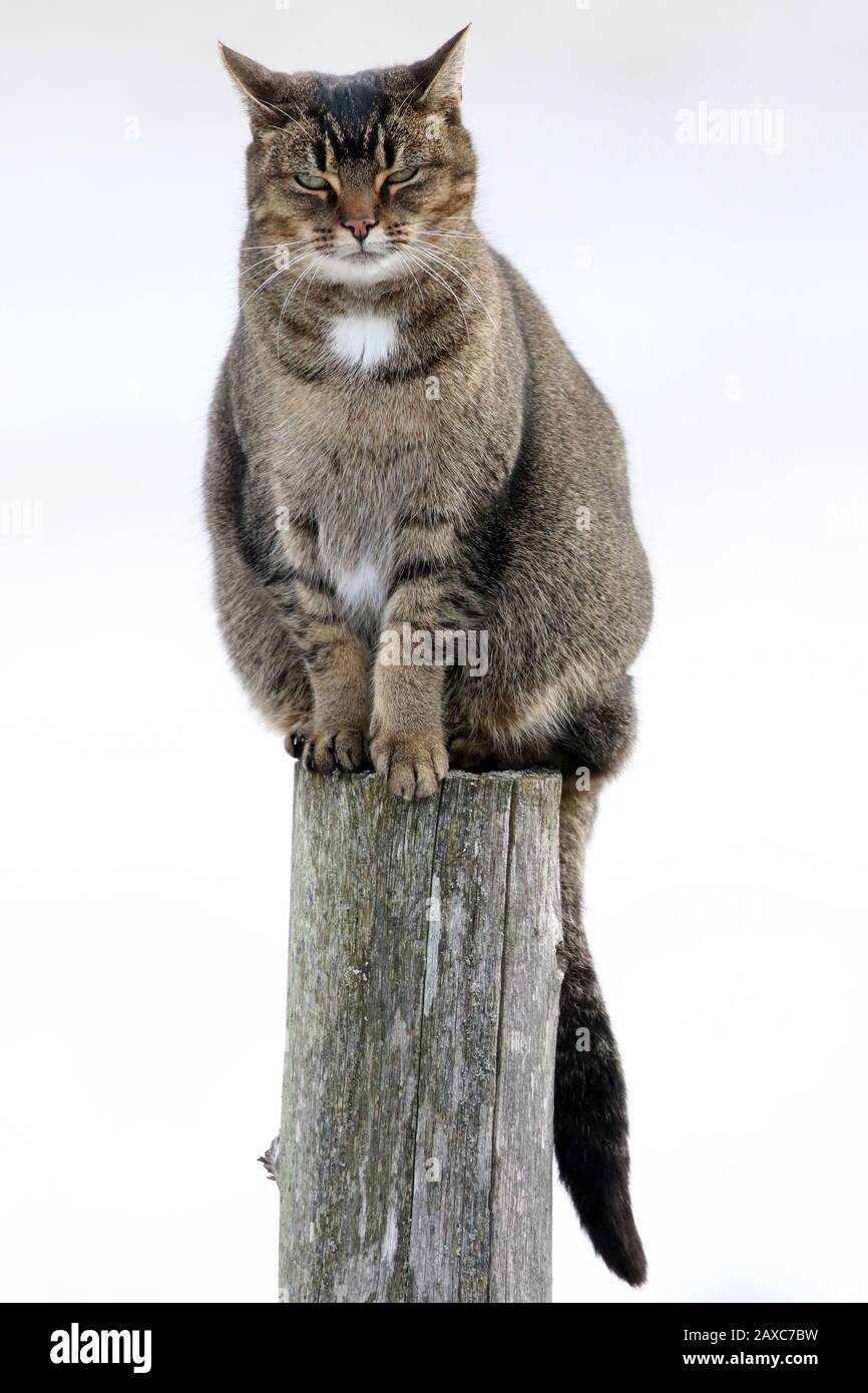 Domestic cat sitting on haunches hires stock photography and images