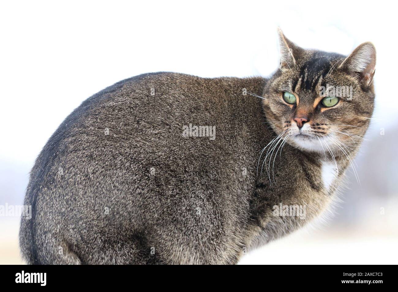 Domestic cat sitting on haunches hires stock photography and images