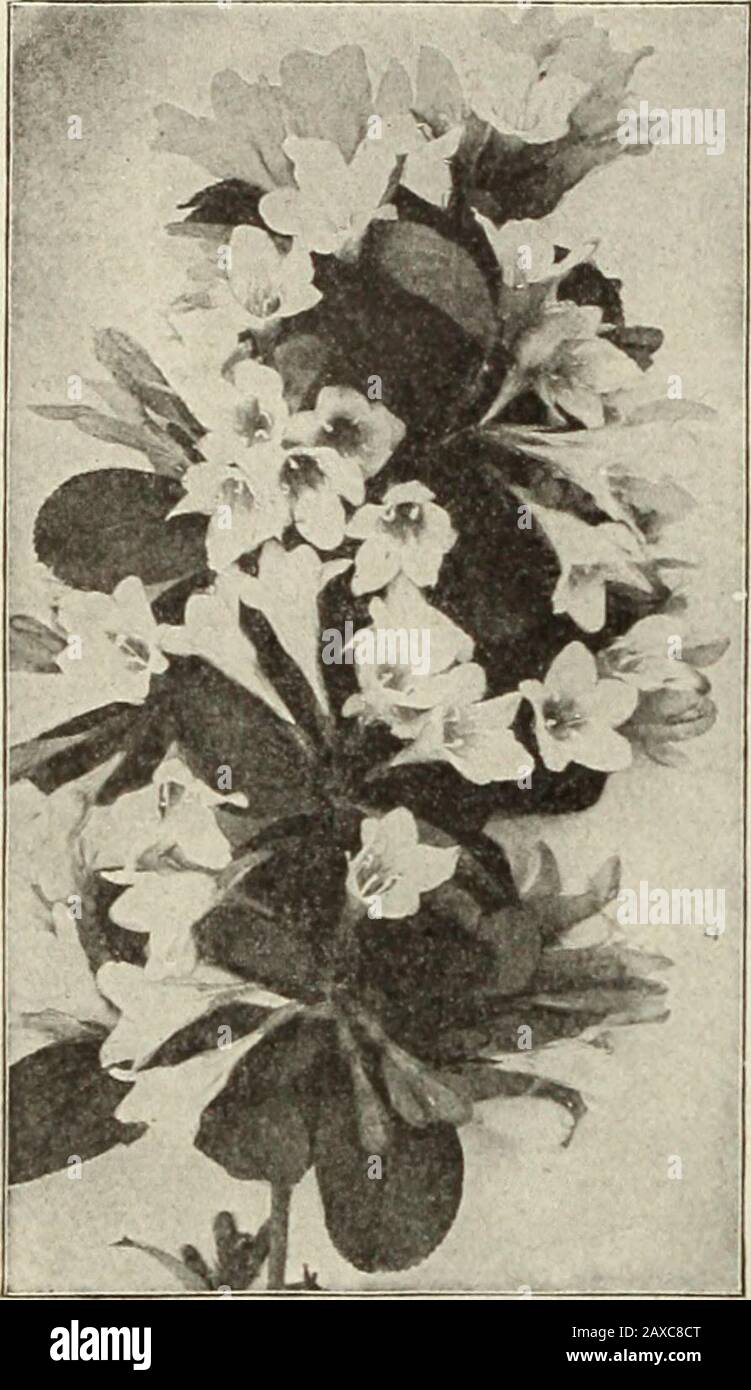 Dreer's garden book : seventy-fourth annual edition 1912 . VITEX lCha.te Tree). Agnus CasttlS. A graceful Shrub, growing from 5 to 6 feet high, vyithdense spikes 6 to 8 inches long, of lilac-colored flowers late in summer25 cts. each. %EIGELIAS. NVell-known, popular, Irce flowering Shrubs, producing trumpet-shapedflowers of many shades of color during June and July. (See cut.)Amabilis. A beautilul and distinct pink. 2o cts. each.Candida. Fine pure white; flowers of large size. 25 cts. each.Rosea. Soft rosy carmine. 2o cts. each. Rosea Nana Variegata, .-V neat dwarf Shrub, valuable for the cle Stock Photo