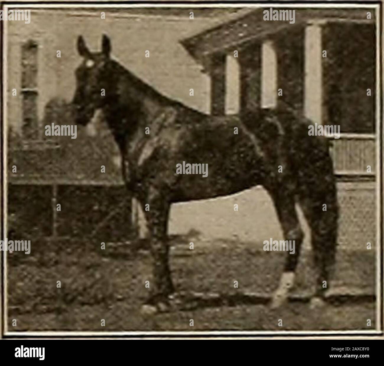 Drivers Mares Drivers Mares