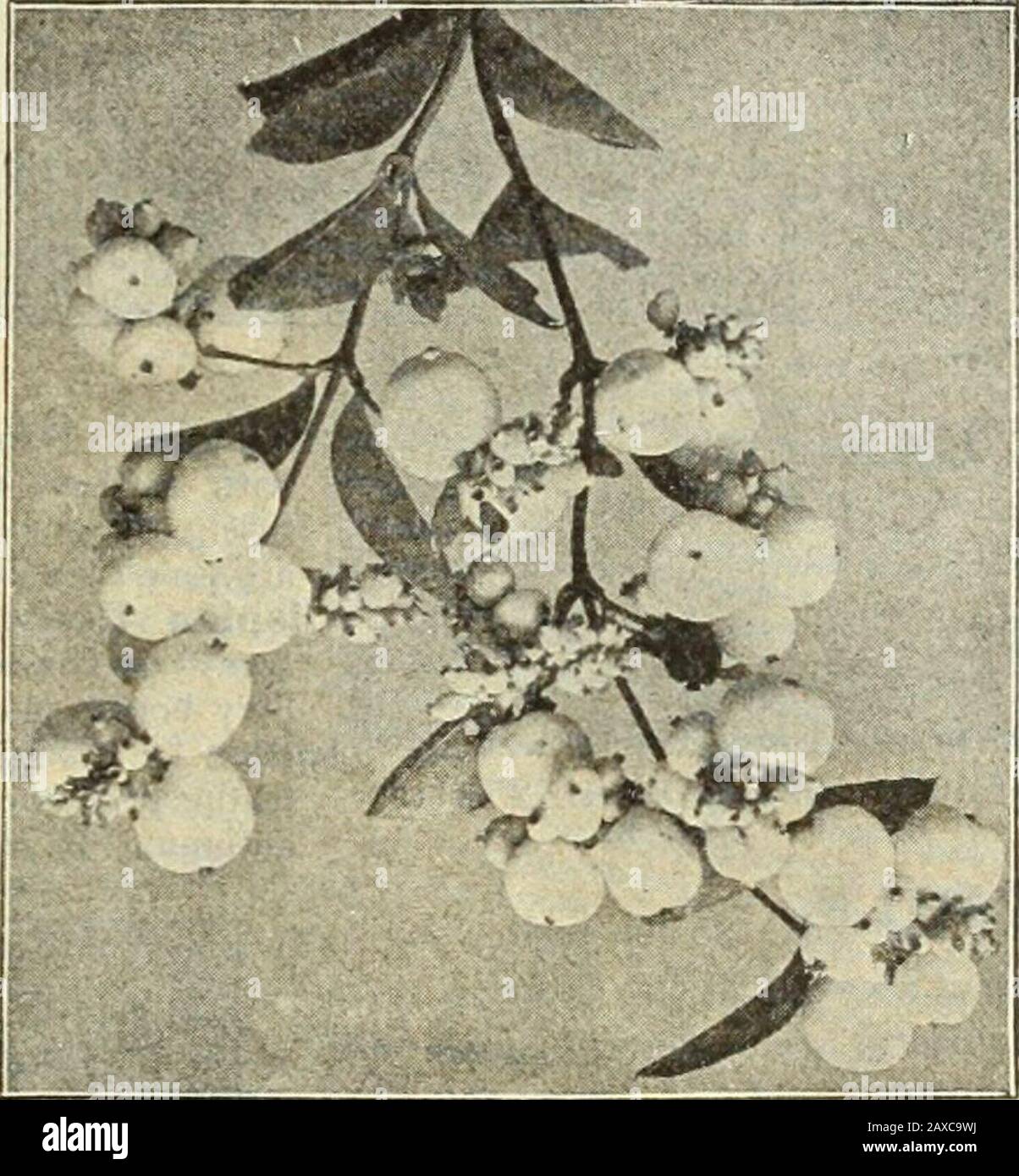 Dreer's garden book : seventy-fourth annual edition 1912 . ppear the leaves are alustrous crimson, changing to a rich purple. 35 cts. each. - Triloba [Double-floiDering Plum). An interesting Shrub, of mediumheight, bearing in early spring semi-double delicate pink flowers over aninch in diameter. 25 cts. each. PyrUS JapOnicUS {Japan Quince). A very showy and popular Shrub, of medium height, which blooms profu.sely m early spring; flowers dazzling scarlet. Makes an excellent hedge. 25 cts. each.Rhodotypus Kerrioides (W/iite Kei- rid). . very ornamental Japanese Shrub of medium size, with prett Stock Photo