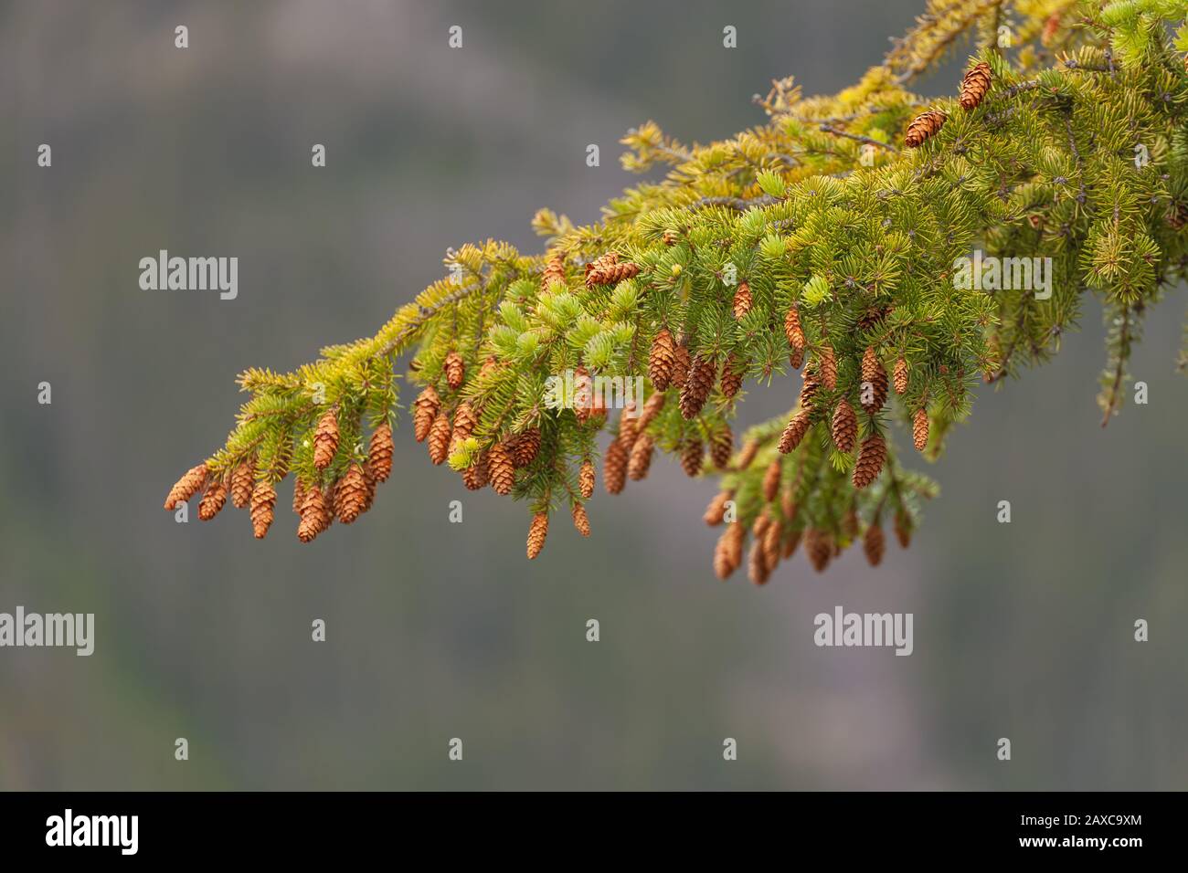 Engelmann Spruce, Picea engelmannii, with cones, Banff National Park, Alberta, Canada. Stock Photo