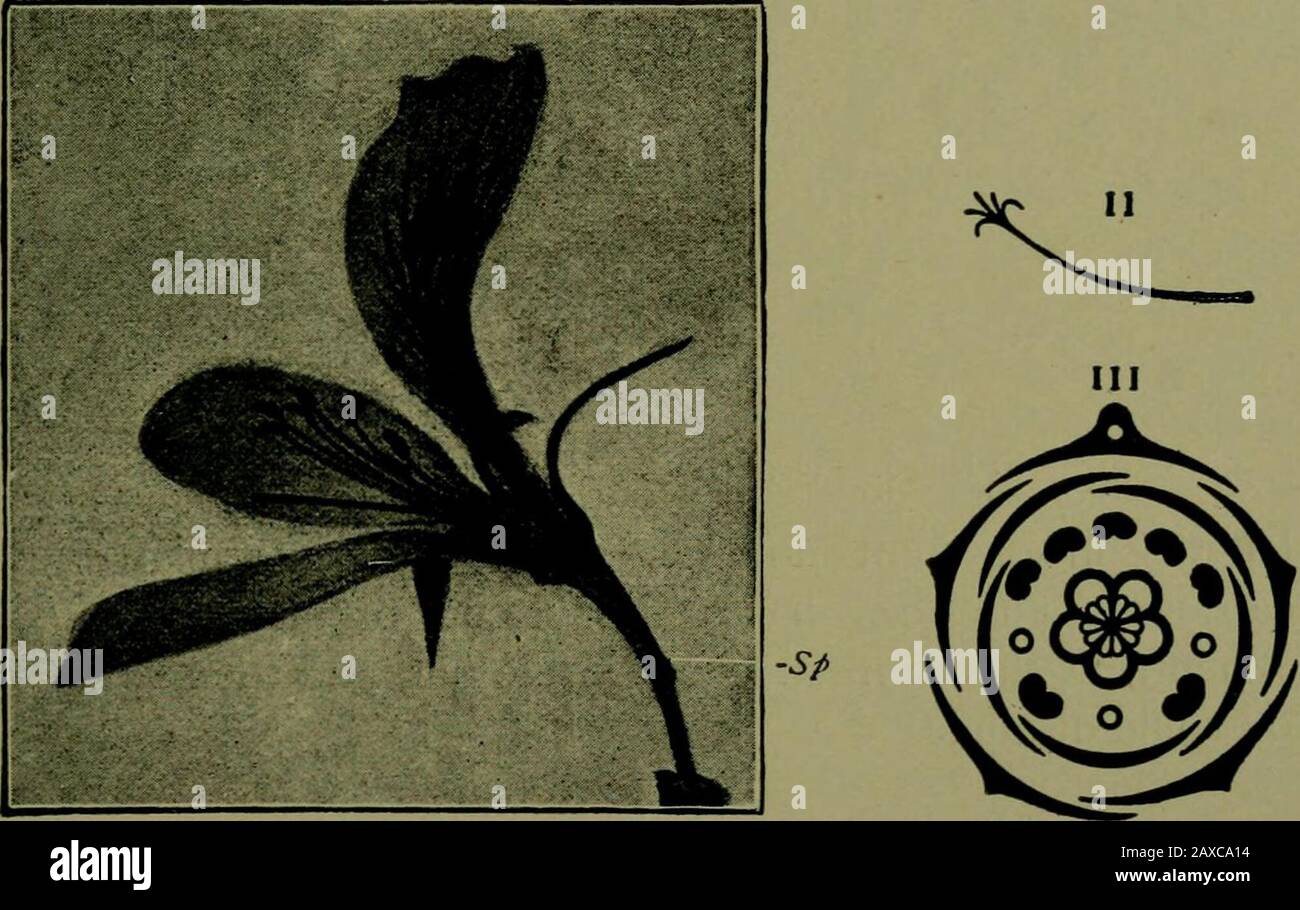 Plants and their ways in South Africa . Fig. 294.—Geraniutn. I. Pistil with honey-glands below the ovary. II.Carpels splitting from the central column of coherent margins. {From Thom6and Bennetts Structural and Physiological Botany .) I.. Fig. 295.—Pelargonium cucullattim. Ait. I. Section through flower, 2^sepals and 2^ petals being removed ; Sp, hollow spur of upper sepal. II. Stylewith stigmas ready for pollination. III. Diagram of flower. (From Edmondsand Marloths Elementary Botany for South Africa .) commonly called Geraniums, from which they differ in the irregularflowers, the stamens, an Stock Photo