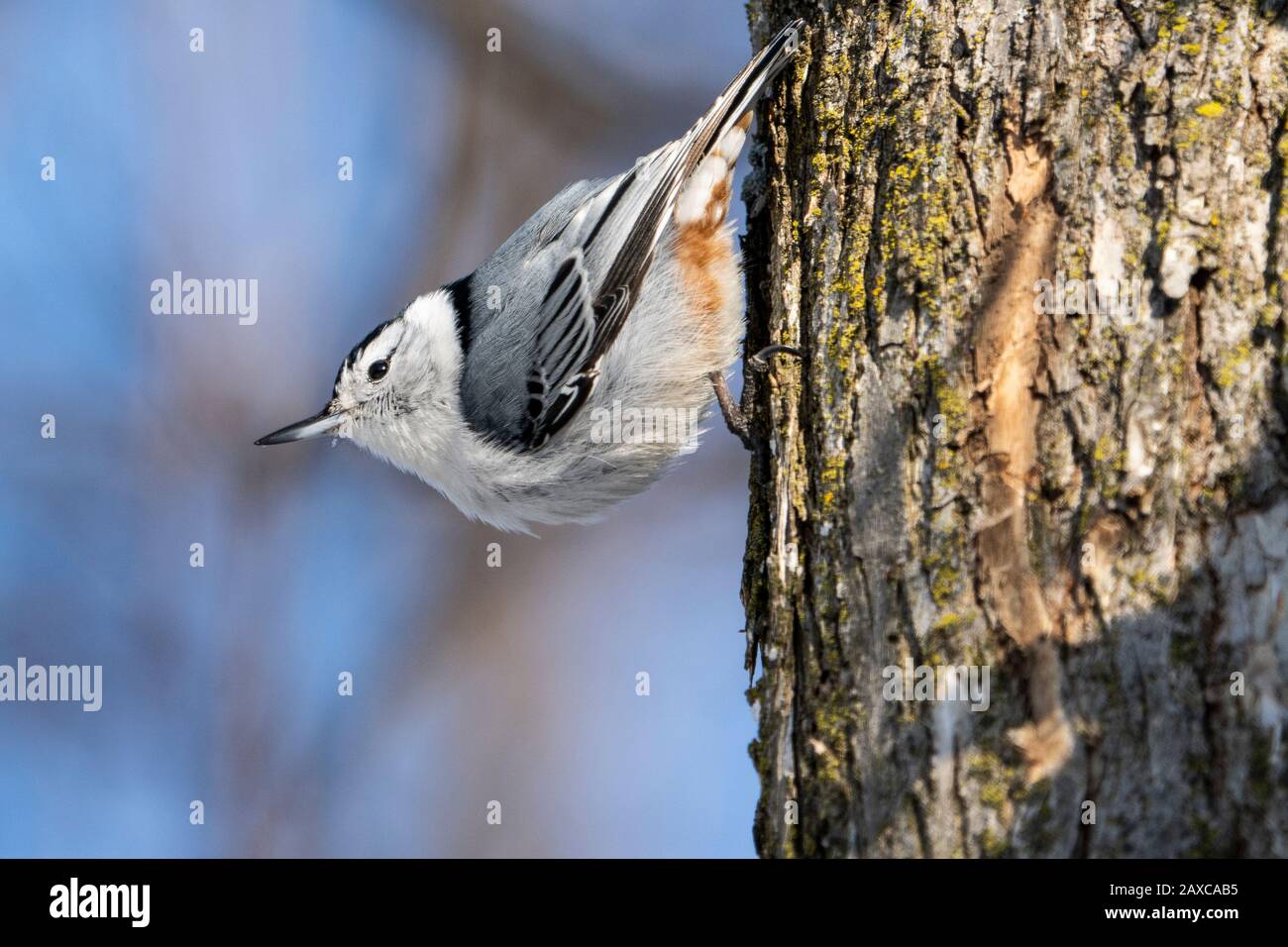 White-breasted Nuthatch perched in a tree near a bird feeder during winter. Stock Photo
