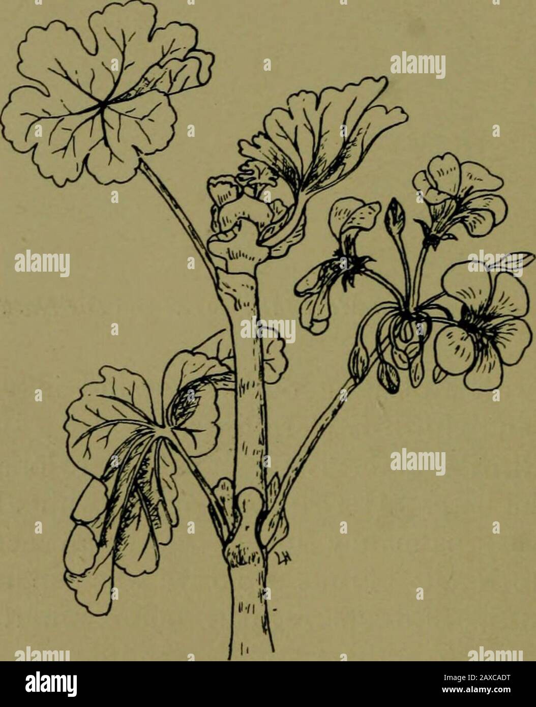 Plants and their ways in South Africa . A B Fig. 292.—Floral diagrams. A, Erodium ; B, Monsonia. AA. Flowers zygomorphic. Pelargonium.—Filaments 10, unequal in length. From2 to 7 of them bearing anthers. There is but one gland,. Fig. 293,—Garden Pelargonium. found at the base of the broad sepal. The honey is stored ina hollow spur of the calyx joined to the flower-stalk. Classification of Plants 319 A large genus, usually half shrubby, often with underground tubersin chains (moniliform). The flowers are often cultivated and are I. II. Stock Photo