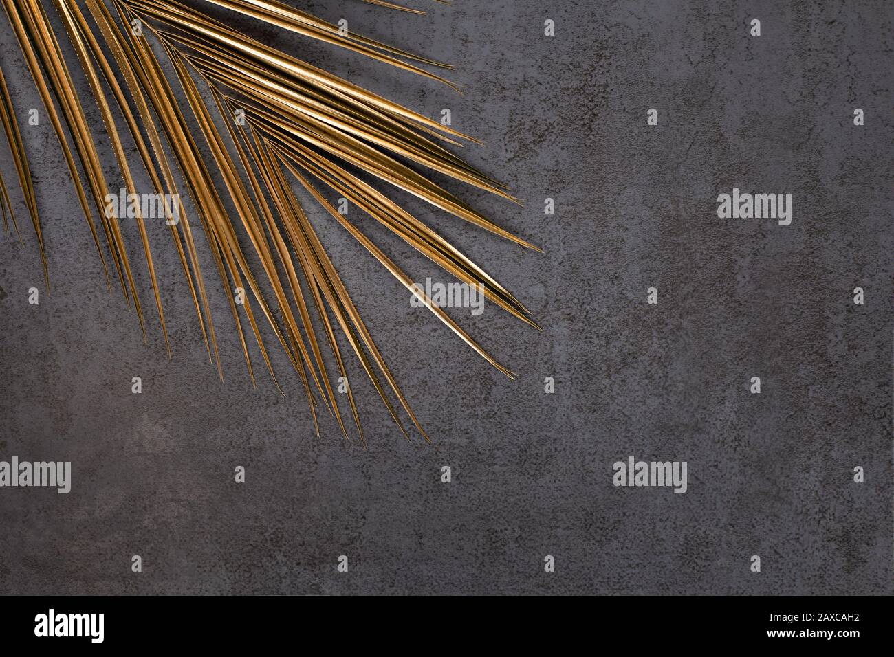 Closeup of golden palm leaf on abstract dark grey textured background ...