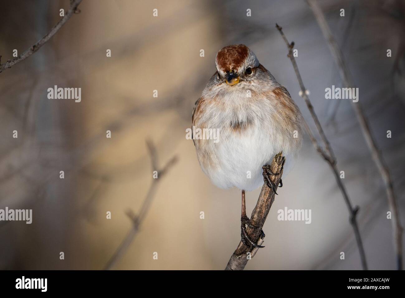 American Tree Sparrow perched in a tree near a bird feeder during winter. Stock Photo