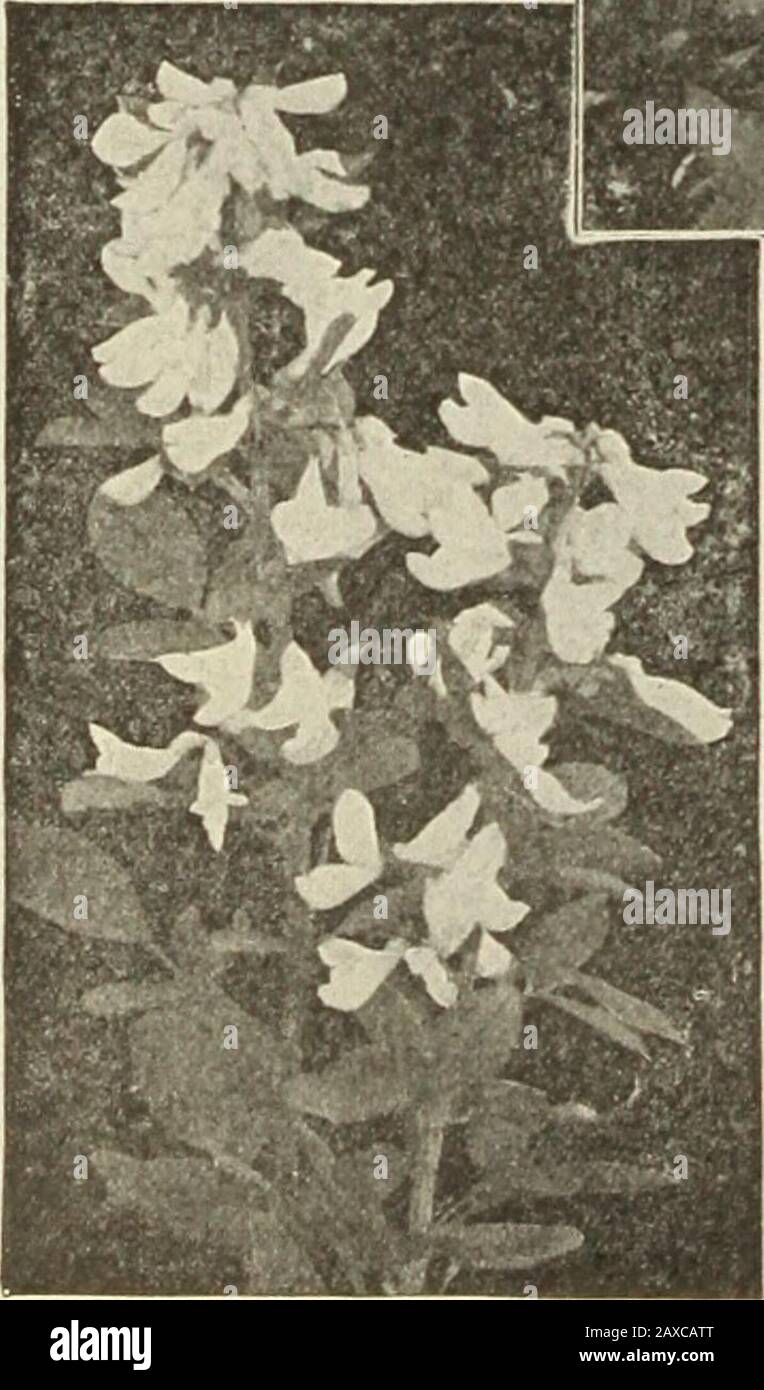Dreer's garden book : seventy-fourth annual edition 1912 . est ofour native dwarf Shrubs, bearing spikes of pure white, deliciously fragp-ant flowersduring July and August. 25 cts. each. Colutea Arborescens (Bladder Senna). A tall Shrub.with small,delicate foliageand yellow, pea-shaped blossoms in June, followed by reddish pods or bladders.25 cts. each. Corchorus or Kerria Japonica fl. pi. (Globe-flower). A graceful Shrub, of medium height, with double yellow flowers, from June to October. 25 cts. each.— Argentea Variegata. Foliage prettily edged with silvery white, of dwarf habit. 25 cts. eac Stock Photo