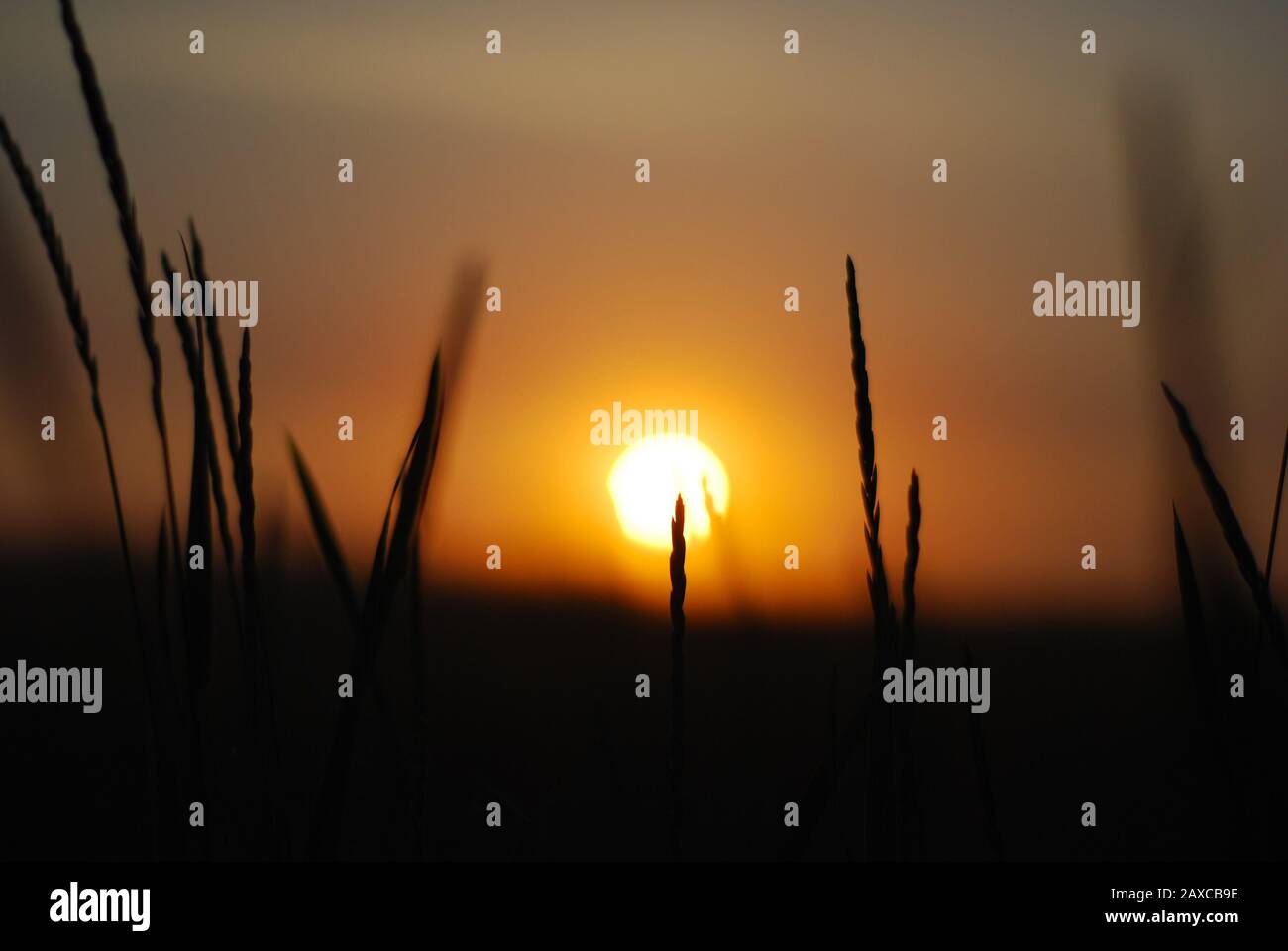 Bush sunrise with silhouette hi-res stock photography and images - Alamy