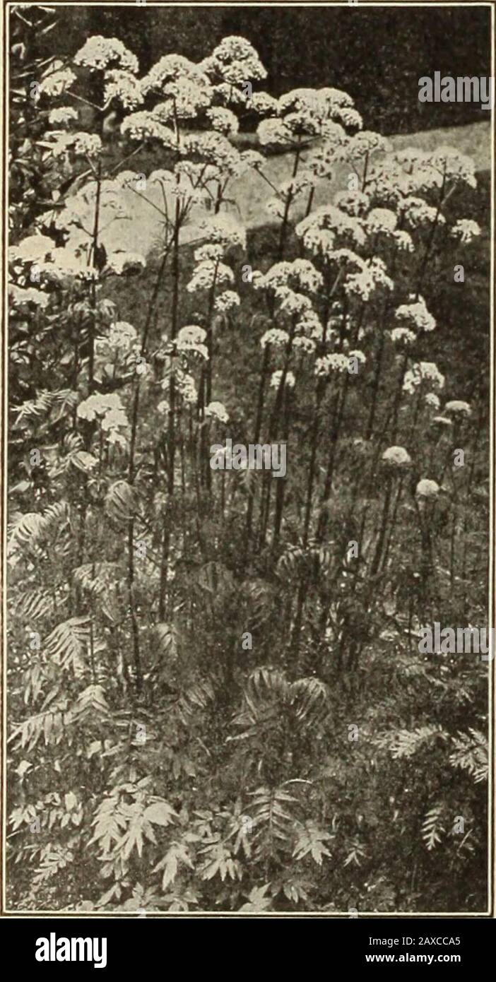 Dreer's garden book : seventy-fourth annual edition 1912 . f bloom of a richorange-scarlet, producing a grand effect either planted singly in the border orin masses. (See cut.) 15 cts. e.ach; f^l.aO per doz.; $10.00 per 100.Quartiniana. This novel variety flowers late in May in spikes 10 lo 12 incheslong, orange-red when first opening, the lower part changing to yellow whenmature; a pretty combination of colors; .3A to 4 feet. 50 cts. each.Rufus. Fine yellow flowers shaded with crimson; 21 feet; .ugust and .Sep-tember. 50 cts. each.Tricolor. A charming small-flowered sort, in which three dist Stock Photo