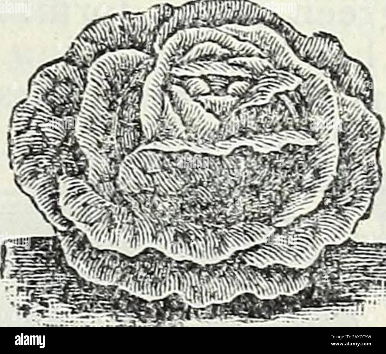 Steckler's seed catalogue and garden manual for the southern states : 1902 . Drumhead Cabbage Lettuee. * Brown Dutch Cabbage. A very hardkind, forms a solid head; not so popular asmany other kinds; good for winter.|/ Drumhead Cabbage. An excellent-spring variety, forming large heads, the>«uter leaves curled.. 3ta*j»F©Ted Royal Cabbage Lettuce. Stock Photo