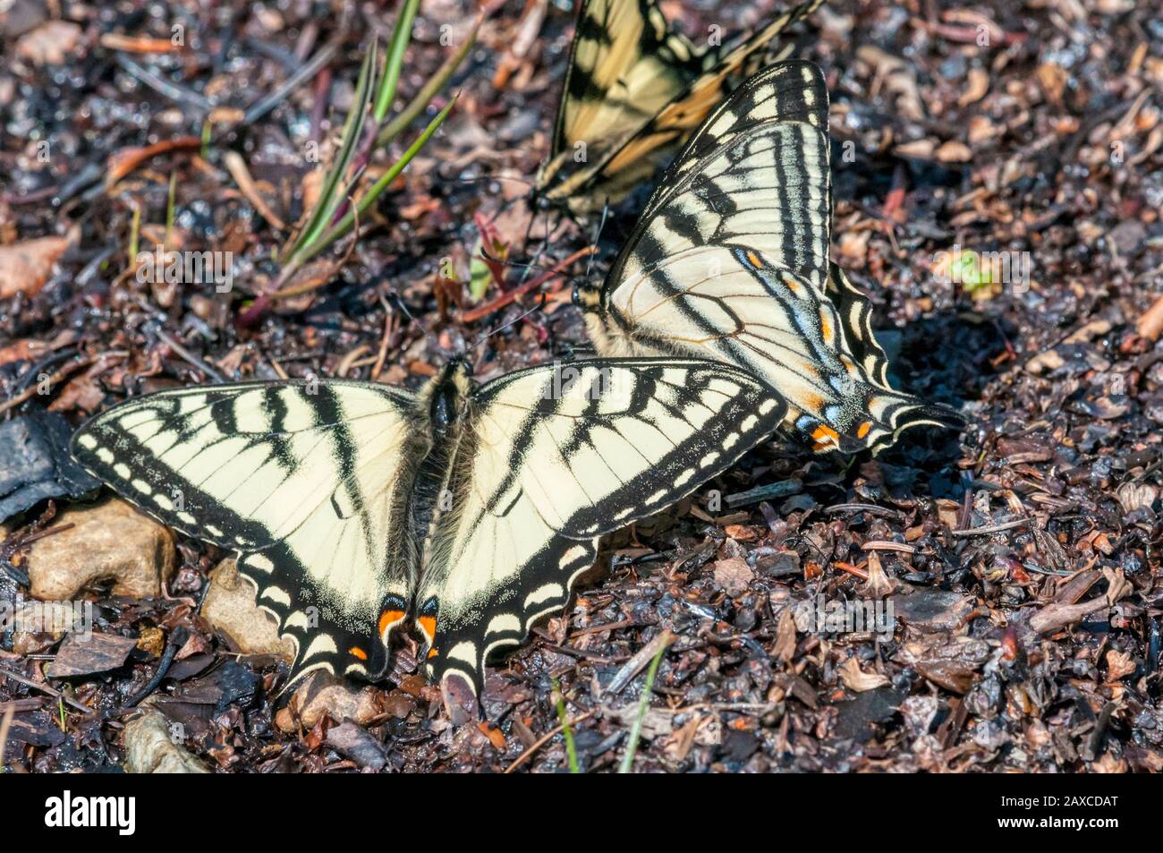 Canadian tiger swallowtail, Papilio canadensis, butterflies congregating at a patch of damp ground in Newfoundland, Canada. Stock Photo